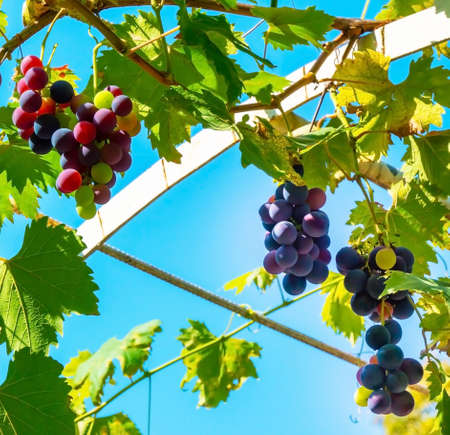 A branch of grape leaves against a clear blue sky. Copy space. ... High quality photo