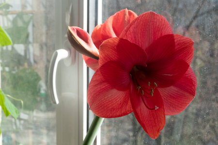 Beautiful red flowers of hippeastrum of the genus Amaryllidaceae on the window. hippeastrum striatum. High quality photoの写真素材