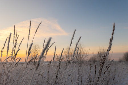 Dry ears in the snow against the background of a white snow-covered field. Winter snowy landscape...