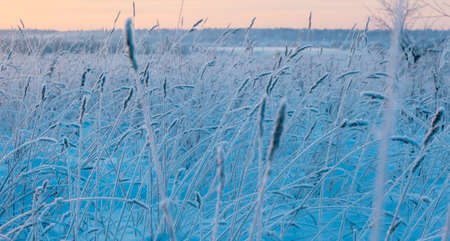 Dry ears in the snow against the background of a white snow-covered field. Winter snowy landscape. A...