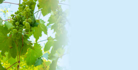 Ripe green grape in vineyard. Grapes green taste sweet growing natural. Green grape on the vine in garden. Banner with copy space. High quality photoの写真素材