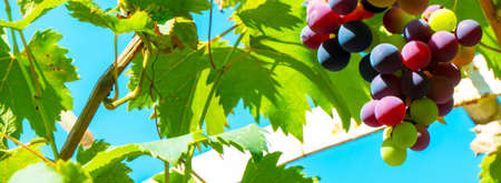 A branch of grape leaves against a clear blue sky. Copy space. ... High quality photoの写真素材
