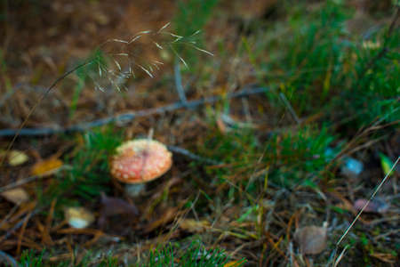 Little Red toadstool. mushroom in woods. High quality photo