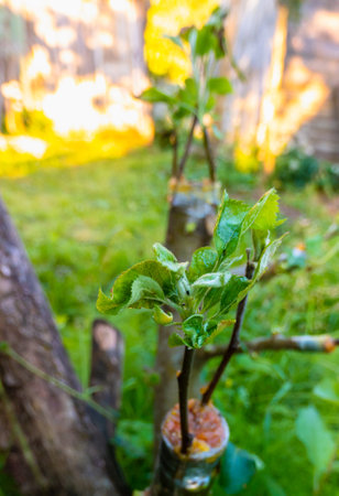 grafted fruit tree in an orchard. High quality photo