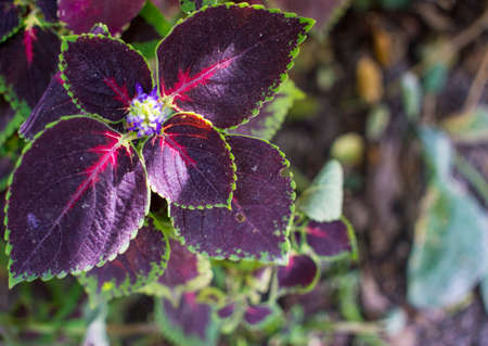 Very beautiful purple leaves decorated in the garden at home. High quality photoの写真素材