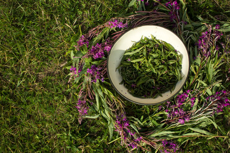 Process of fermentation of tea. Manual processing Ivan tea fermentation. High quality photoの写真素材