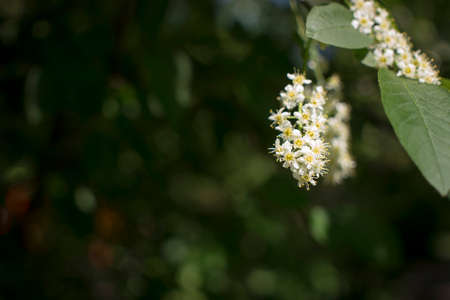 Bird Cherry tree in full bloom at spring garden.の写真素材