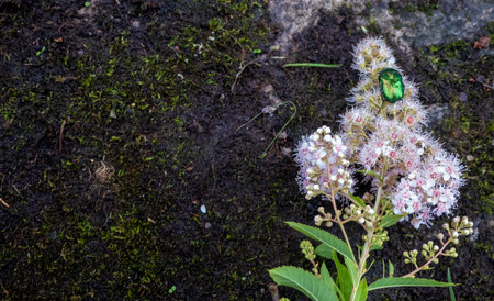 Rose chafer - Cetonia aurata - on flowers of Spirea bumalda. High quality photo