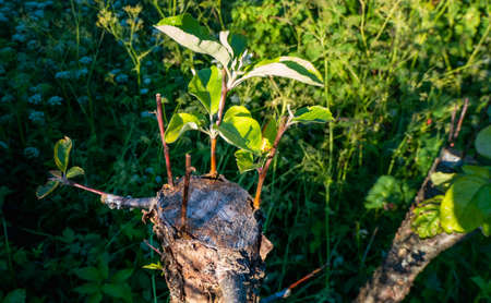 grafted fruit tree in an orchard. High quality photo
