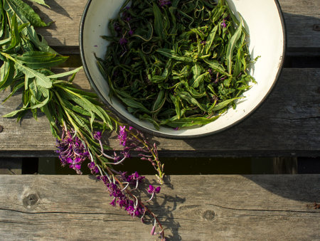 Process of fermentation of tea. Manual processing Ivan tea fermentation. High quality photoの写真素材