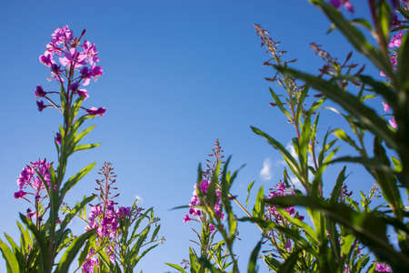 Blooming Willow herb, Ivan tea on blue sky. Willow-herb meadow. willow-herb tea, Lilac plants Ivan tea grow bushes in the field. Fireweed flowers on background of blue sky .の写真素材
