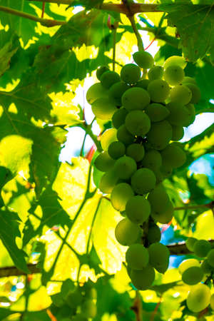 Ripe green grape in vineyard. Grapes green taste sweet growing natural. Green grape on the vine in garden. High quality photoの写真素材