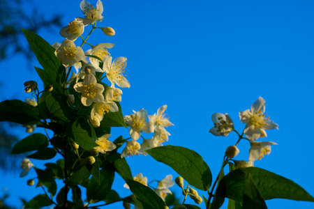 Beautiful white jasmine flower on cloudy summer day. High quality photoの写真素材