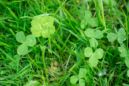 green clover leaves background with some parts in focus. four - leaf clover in the middle of the...