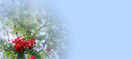 A branches of rowan with red berries background blue sky banner. Autumn and natural background. Autumn banner with rowan berries and leaves. Copy space. High quality photoの写真素材