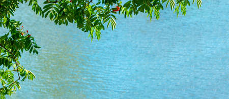 A branches of rowan with red berries background blue water banner. Autumn and natural background....