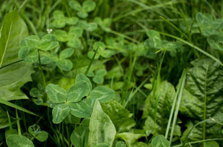 green clover leaves background with some parts in focus. four-leaf clover in the middle of the usual...