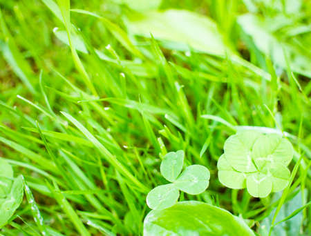 green clover leaves background with some parts in focus. four-leaf clover in the middle of the usual Shamrock. background concept for st. patrick's day, luck, irish culture. high quality photoの写真素材