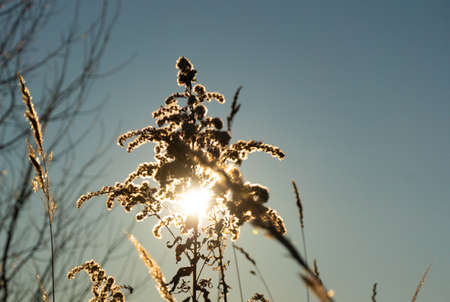 Dry reed against clear light blue sky on sunny day outdoors. Abstract natural background in neutral...
