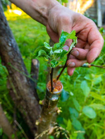grafted fruit tree in an orchard. High quality photoの写真素材