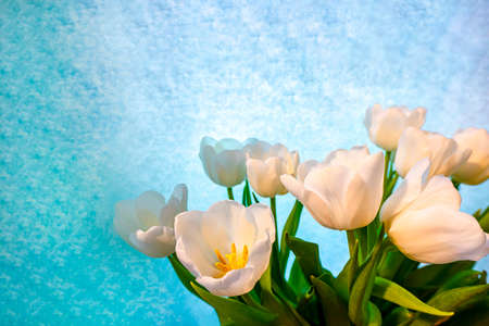 spring greeting card with flowers: white tulips on a sky-blue background. The concept of spring,...