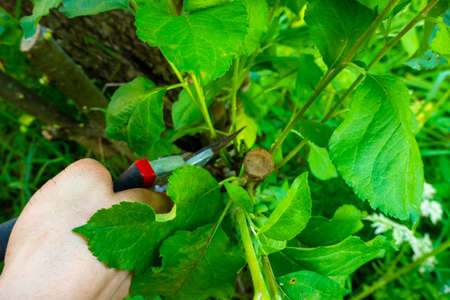 grafted fruit tree in an orchard. High quality photo
