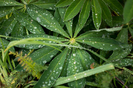 water drops on green natural leave. High quality photoの写真素材