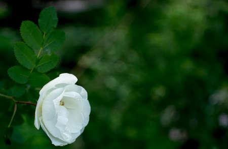 white roseship flower on a dark green background. Card with space for text. high quality photoの写真素材