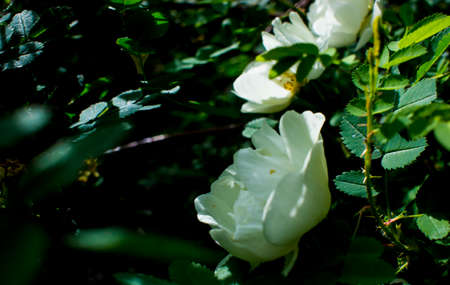 white roseship flower on a dark green background. high quality photoの写真素材