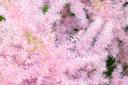 Pink small astilba flowers close-up. Delicate pink background blurred. selective focus. high quality...