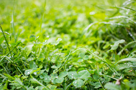 water drops on green natural leave. High quality photoの写真素材