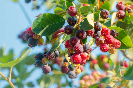Sweet purple shadberry berries are spiced on a bush in the forest or in the garden in summer in the sunlight and glare. High quality photoの写真素材