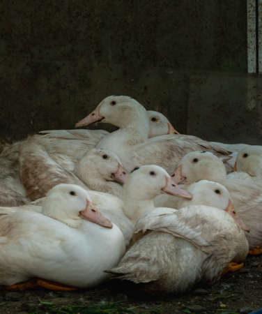 Flock of white domestic geese. Ranch duck Feeding High quality photoの写真素材