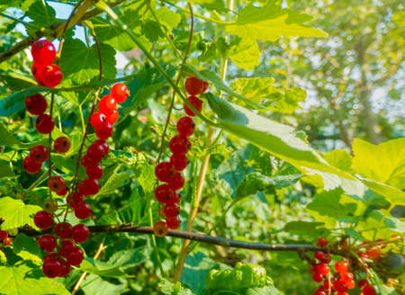 Ripe red currant berries on a branch in the garden. Red currant, currant or ordinary or garden...
