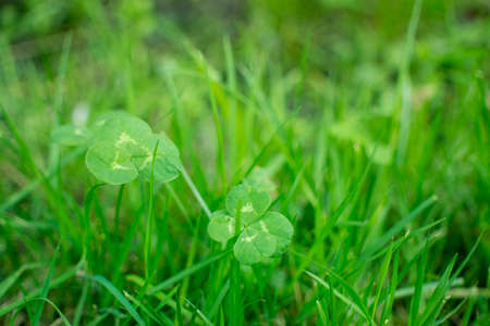 green clover leaves background with some parts in focus. four-leaf clover in the middle of the usual Shamrock. background concept for st. patrick's day, luck, irish culture. high quality photoの写真素材