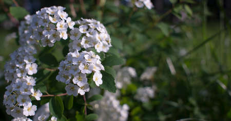 Dramatic White spirea Flowers on dark background. high quality photo