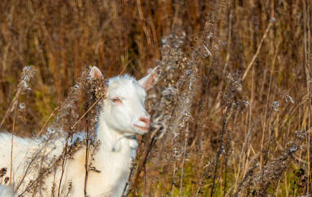 Goat eating withered grass, Livestock on a autmn pasture. White goat. Cattle on a village farm. high quality photoの写真素材