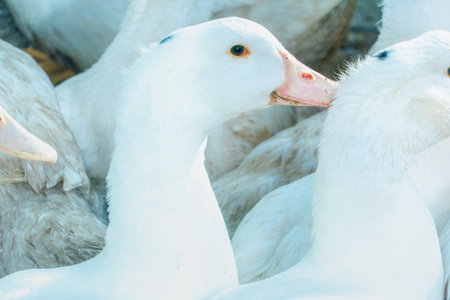 Flock of white domestic geese. Ranch duck Feeding High quality photoの写真素材