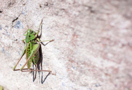Grasshopper on a white wall blur background with copy spaceの写真素材