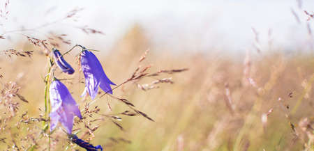 Lilac bells in the field, against the background of the rotten grass. high quality photoの写真素材