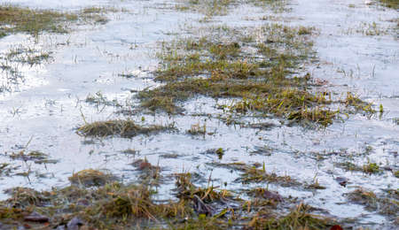 Conceptual photo of spring going after winter. Grass growing through snow