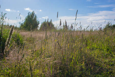 Traces of deer on a sandy road in the forest. Horse shoe print on sandy road with tyny stones and pebblesの写真素材