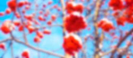A branches of rowan with red berries background blue sky banner. Autumn and natural blurred background. Autumn banner with rowan berries and leaves. copyspace. high quality photoの写真素材