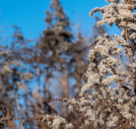 Dry reed against clear light blue sky on sunny day outdoors. Abstract natural background in neutral colors. Minimal trendy pampas grass panicles. Dying fireweed against bright autumn sky. selective focus. high quality photoの写真素材