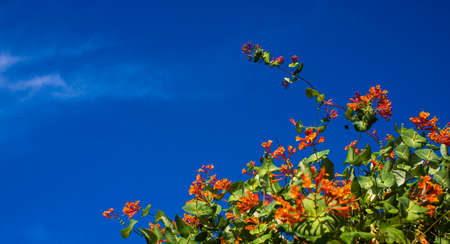 Flowers and nature in the morning Still bright This flower is Lonicera caprifolium, the sky is clear. high quality photoの写真素材
