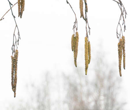 dramatic alder branches with cones and earrings on the background of the autumn skyの写真素材