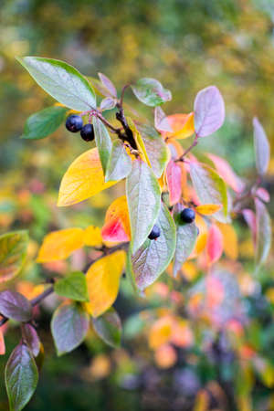 bright autumn background leaves and fruits of chokeberry Bush. high quality photoの写真素材
