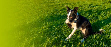 cheerful border collie dog hides his nose with his paw, portraying shame against the background of green grass banner with copy spaceの写真素材