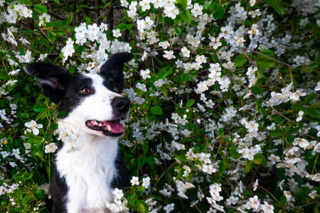 A happy dog in flowers. The pet is smiling. a cheerful border collie dog smiles in a cherry blossomの写真素材