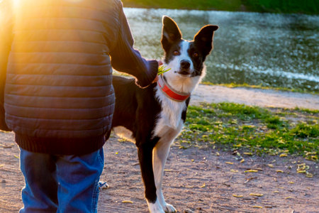 cheerful border collie dog obeys the command to a little boy. obedienceの写真素材